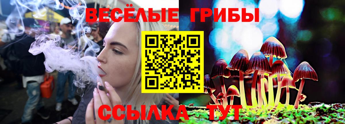 Галлюциногенные грибы Psilocybe Елец
